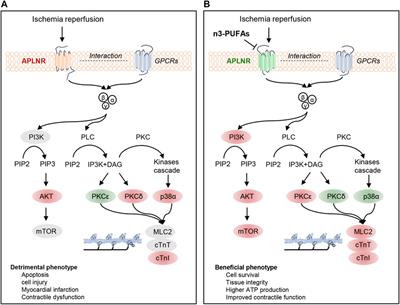 Apelin receptor inhibition in ischemia-reperfused mouse hearts protected by endogenous n-3 polyunsaturated fatty acids